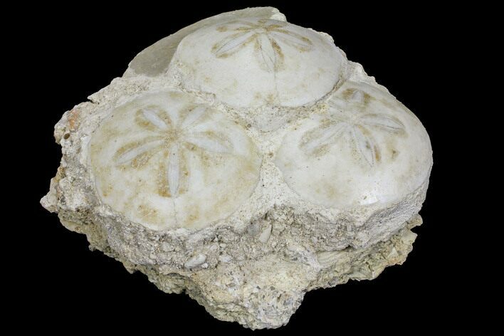 Fossil Sand Dollar (Scutella) Cluster - France #97233